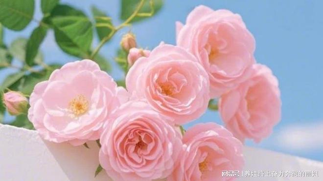 产后恢复师分享产后恢复的重要攻略AG真人平台app重庆女王智慧
