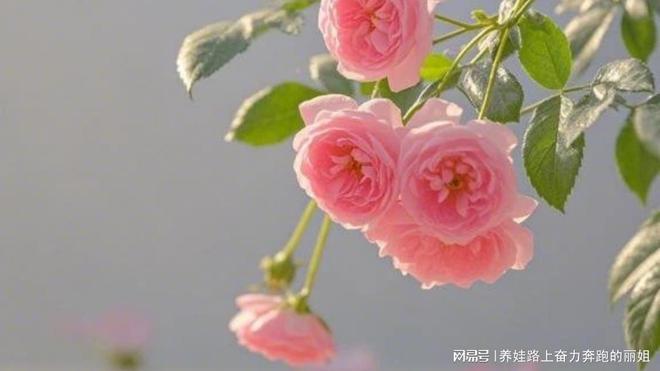 产后恢复师分享产后恢复的重要攻略AG真人平台app重庆女王智慧(图3)